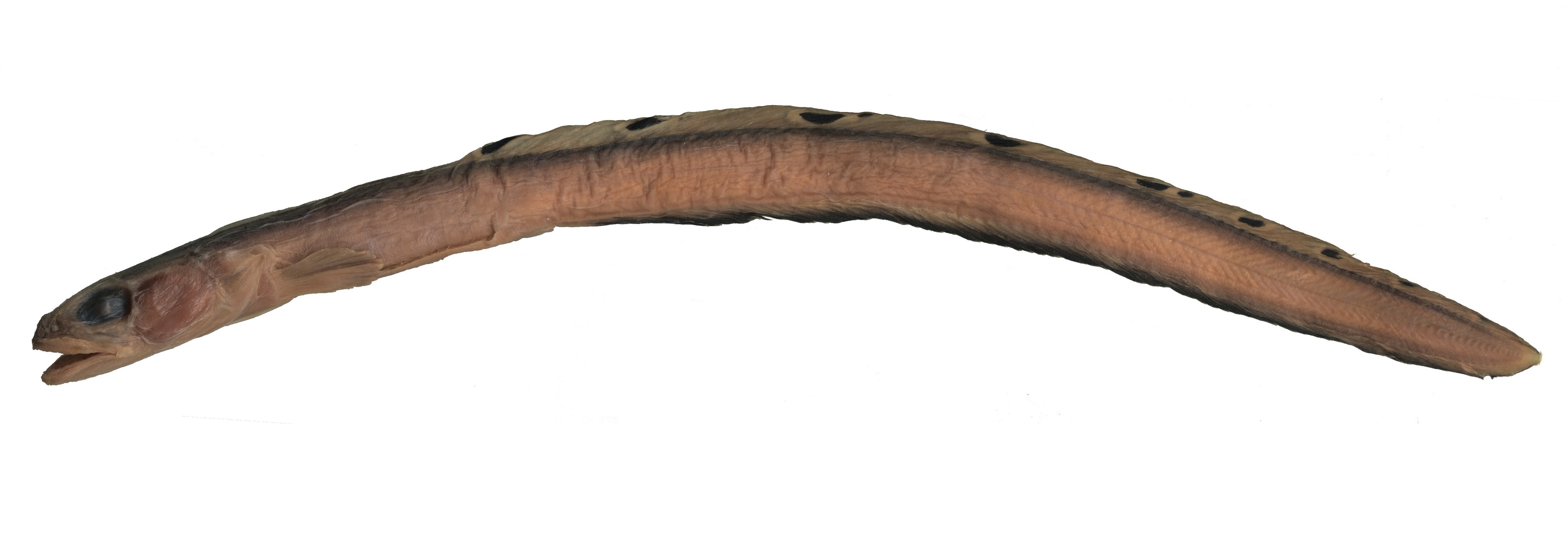 (Gymnelopsis Soldatov, 1922) Род Гимнелопсисы, Гимнелопсы, Genus